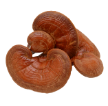 reishi mushroom gummies